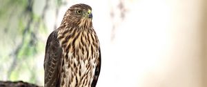Preview wallpaper hawk, bird, glance, wildlife