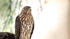 Preview wallpaper hawk, bird, glance, wildlife