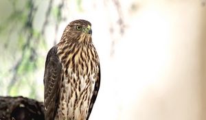 Preview wallpaper hawk, bird, glance, wildlife