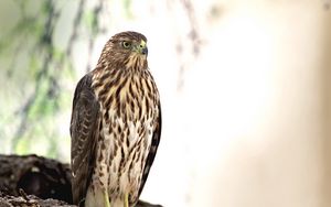 Preview wallpaper hawk, bird, glance, wildlife