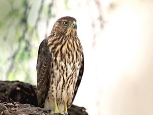 Preview wallpaper hawk, bird, glance, wildlife