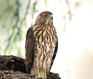 Preview wallpaper hawk, bird, glance, wildlife