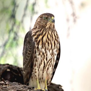 Preview wallpaper hawk, bird, glance, wildlife