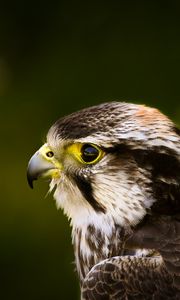 Preview wallpaper hawk, bird, glare, background, beak, predator