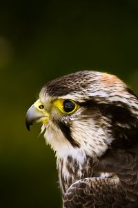 Preview wallpaper hawk, bird, glare, background, beak, predator