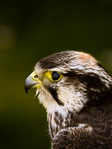 Preview wallpaper hawk, bird, glare, background, beak, predator
