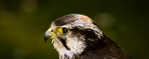 Preview wallpaper hawk, bird, glare, background, beak, predator