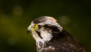 Preview wallpaper hawk, bird, glare, background, beak, predator