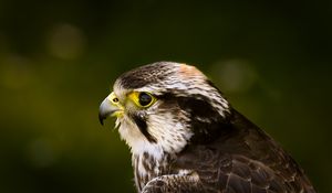 Preview wallpaper hawk, bird, glare, background, beak, predator