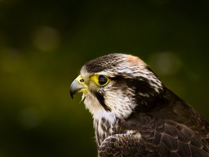 Preview wallpaper hawk, bird, glare, background, beak, predator