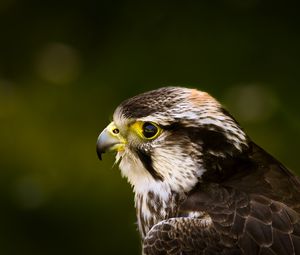 Preview wallpaper hawk, bird, glare, background, beak, predator