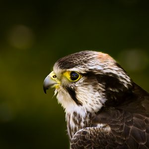 Preview wallpaper hawk, bird, glare, background, beak, predator