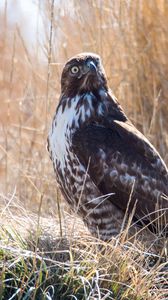 Preview wallpaper hawk, bird, grass, wildlife