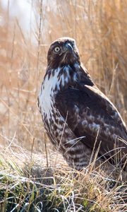 Preview wallpaper hawk, bird, grass, wildlife