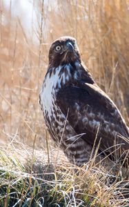 Preview wallpaper hawk, bird, grass, wildlife