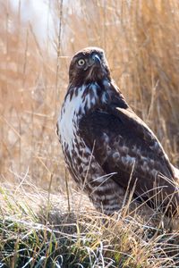 Preview wallpaper hawk, bird, grass, wildlife