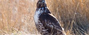 Preview wallpaper hawk, bird, grass, wildlife