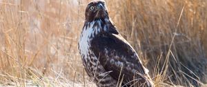 Preview wallpaper hawk, bird, grass, wildlife