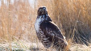 Preview wallpaper hawk, bird, grass, wildlife