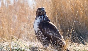 Preview wallpaper hawk, bird, grass, wildlife