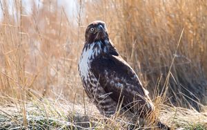 Preview wallpaper hawk, bird, grass, wildlife