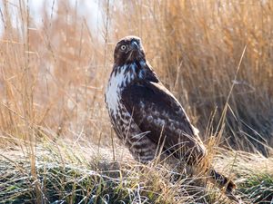 Preview wallpaper hawk, bird, grass, wildlife
