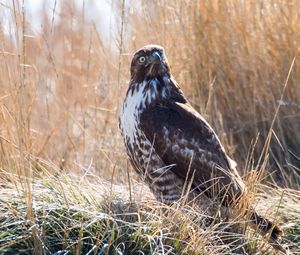 Preview wallpaper hawk, bird, grass, wildlife