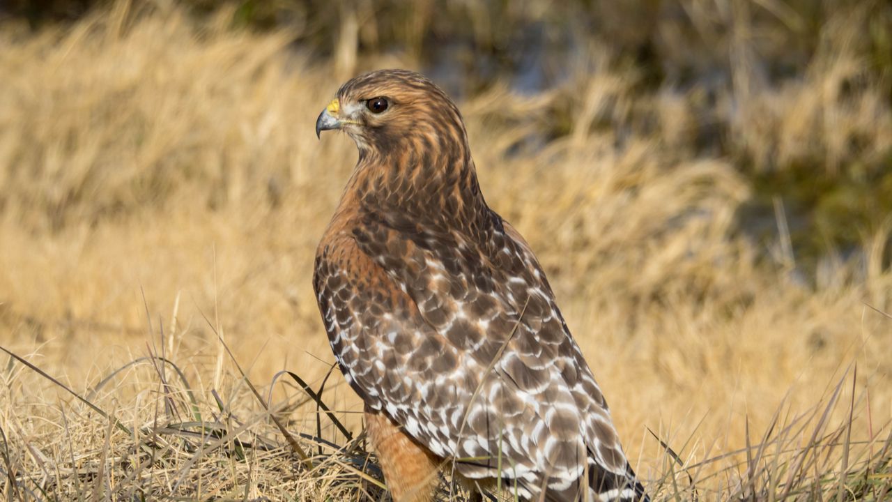 Wallpaper hawk, bird, grass