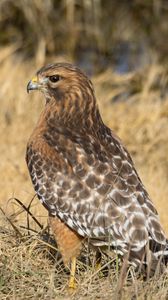 Preview wallpaper hawk, bird, grass