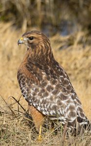 Preview wallpaper hawk, bird, grass