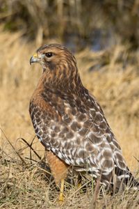 Preview wallpaper hawk, bird, grass