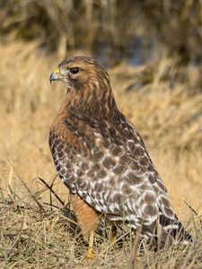 Preview wallpaper hawk, bird, grass