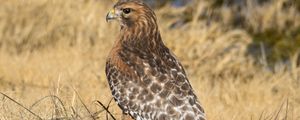 Preview wallpaper hawk, bird, grass