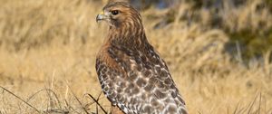 Preview wallpaper hawk, bird, grass