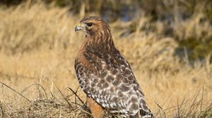 Preview wallpaper hawk, bird, grass