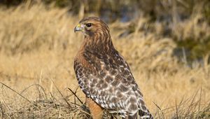 Preview wallpaper hawk, bird, grass