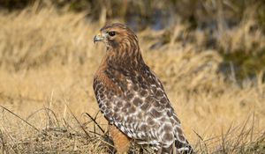 Preview wallpaper hawk, bird, grass