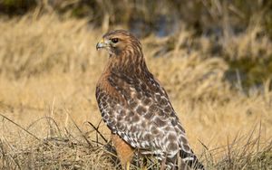 Preview wallpaper hawk, bird, grass