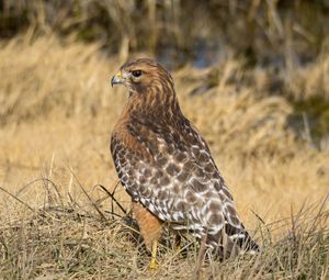 Preview wallpaper hawk, bird, grass