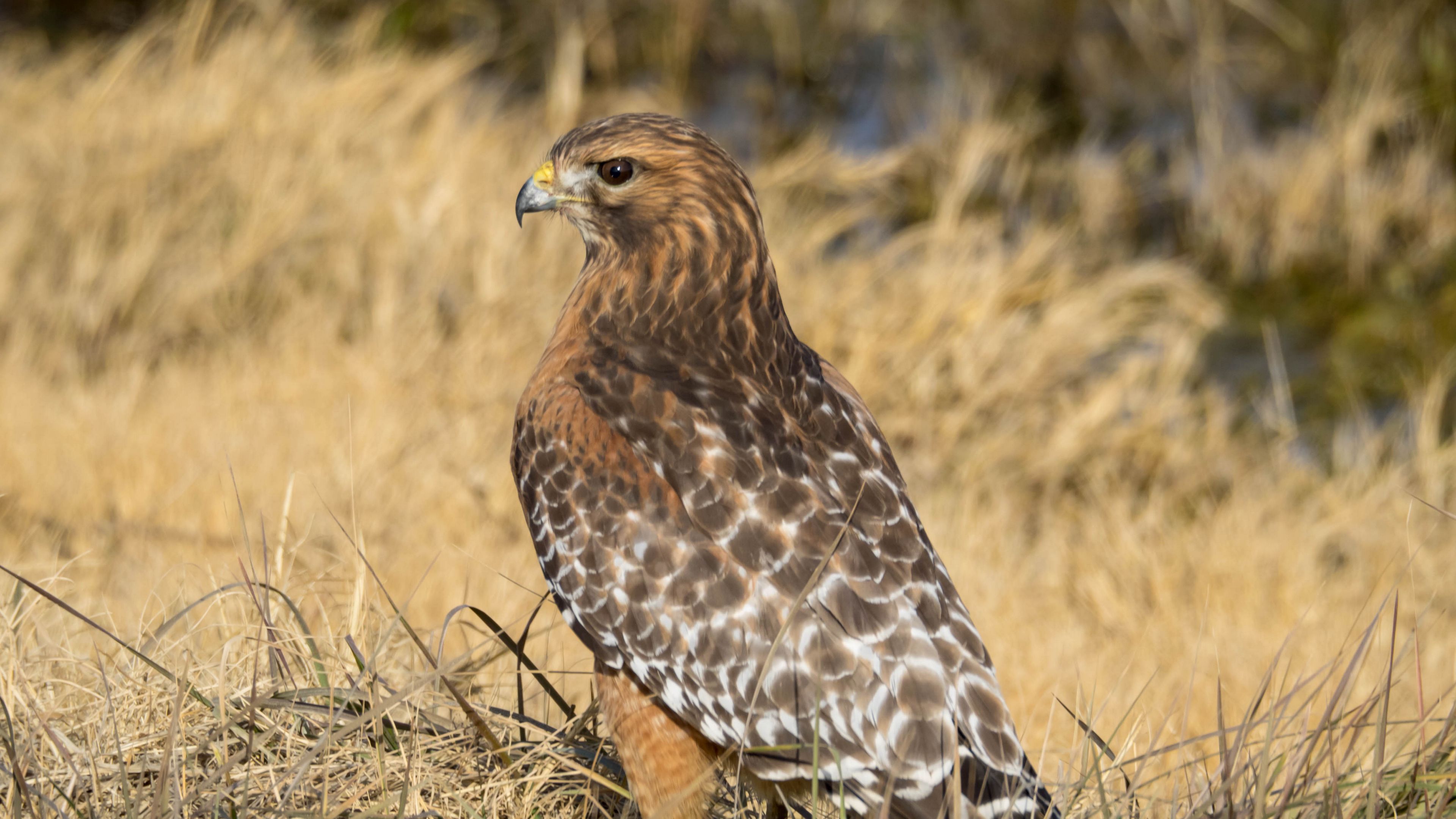 Download wallpaper 3840x2160 hawk, bird, grass 4k uhd 16:9 hd background