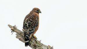 Preview wallpaper hawk, bird, log, wildlife
