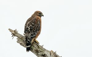 Preview wallpaper hawk, bird, log, wildlife