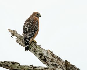 Preview wallpaper hawk, bird, log, wildlife