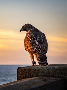 Preview wallpaper hawk, bird, predator, wildlife, sky