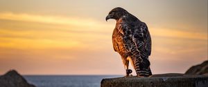 Preview wallpaper hawk, bird, predator, wildlife, sky