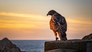 Preview wallpaper hawk, bird, predator, wildlife, sky