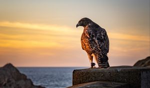 Preview wallpaper hawk, bird, predator, wildlife, sky