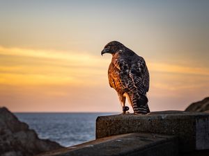 Preview wallpaper hawk, bird, predator, wildlife, sky