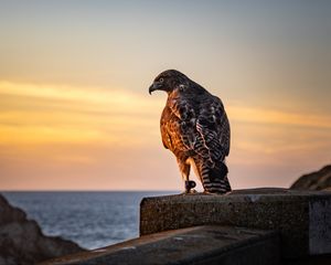 Preview wallpaper hawk, bird, predator, wildlife, sky