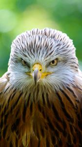 Preview wallpaper hawk, bird, predator